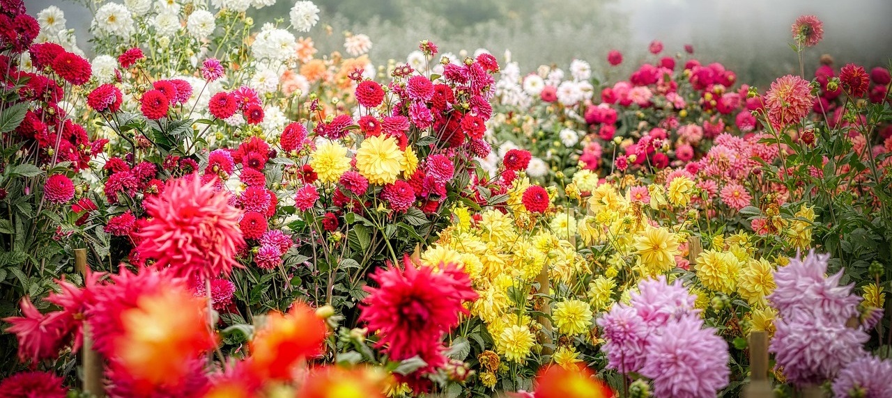 花工房パレット 新潟市中央区文京町の花屋です 花束 アレンジメント スタンド花 コチョウラン プリザーブドフラワー 新潟花屋